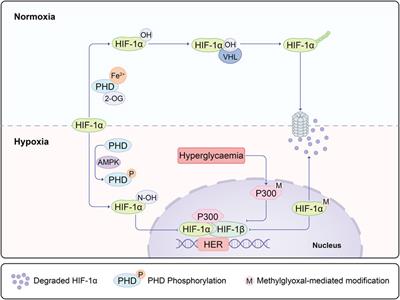 Research progress on the mechanism of angiogenesis in wound repair and regeneration